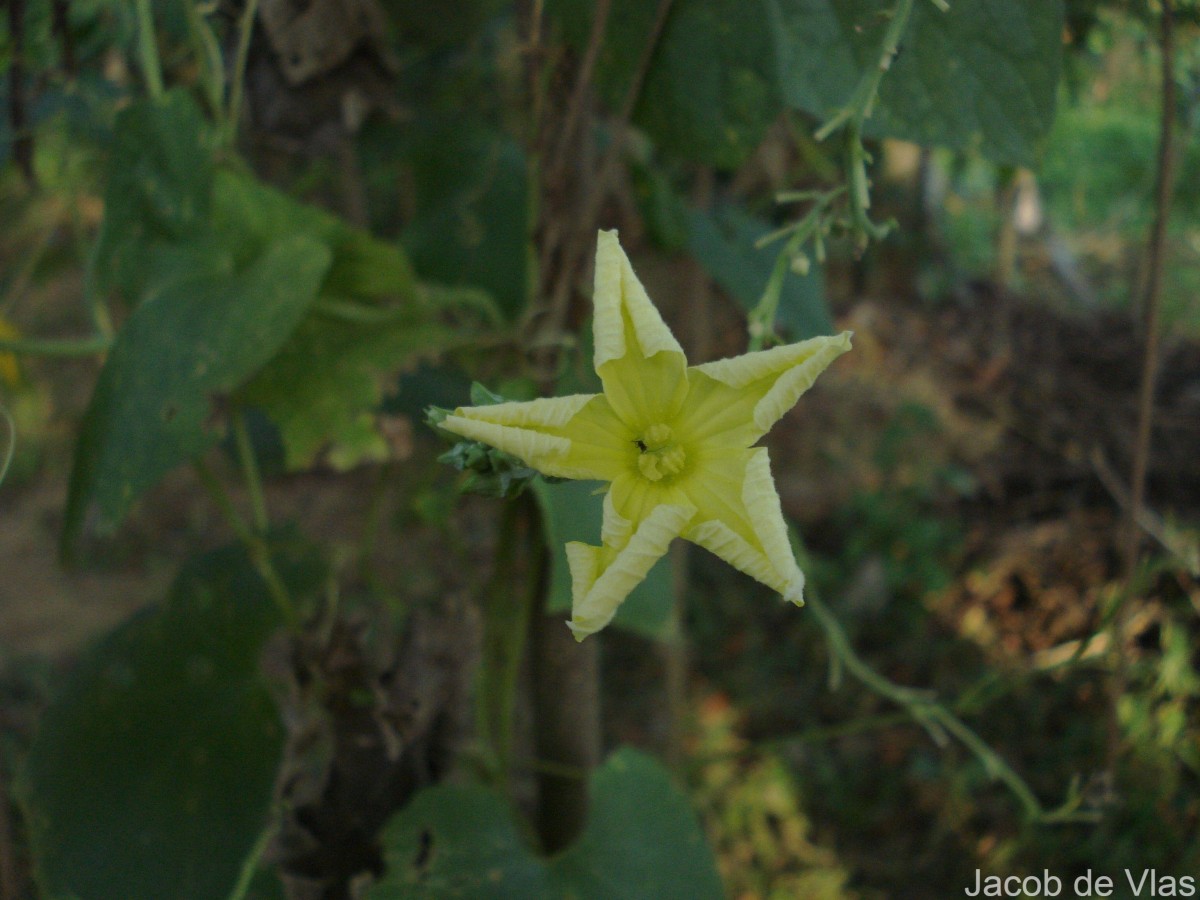 Luffa acutangula (L.) Roxb.